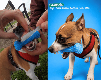 WolfyGrin Dog Dental Toy