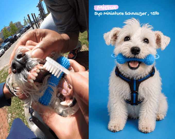 WolfyGrin Dog Dental Toy