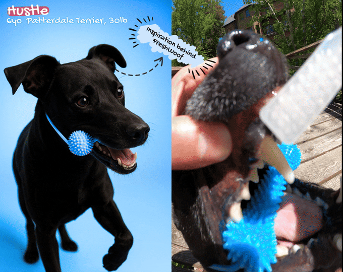 WolfyGrin Dog Dental Toy