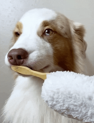 WolfyGrin Dog Dental Toy