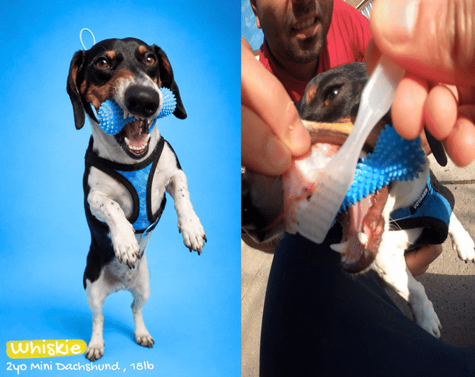 WolfyGrin Dog Dental Toy